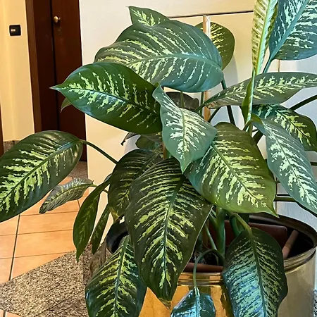 Апартаменты Bicerin Турин